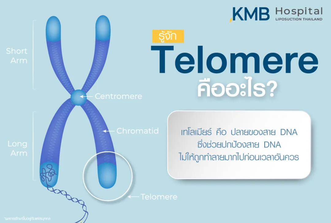 Telomere คืออะไร