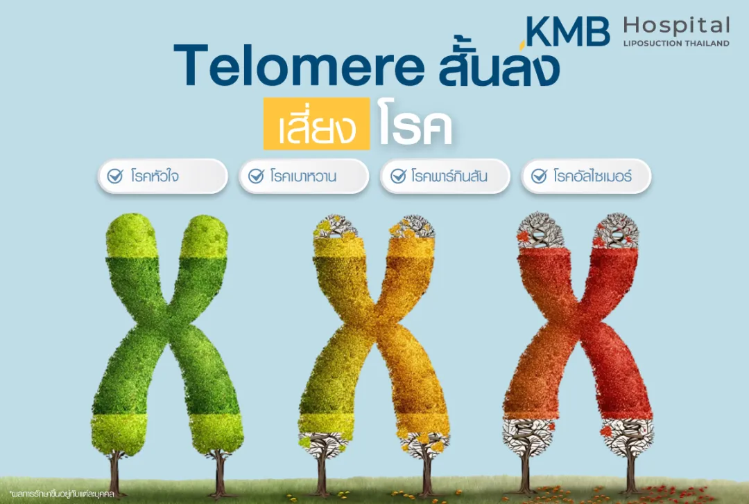 Telomere สั้นลง เสี่ยงโรค